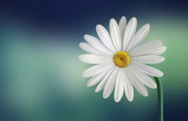 marguerite-729510_640 marguerite-729510_640